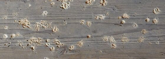 Detailaufnahme eines Holzbodens mit Bohrlöchern und Bohrmehl, verursacht durch Holzwurmbefall